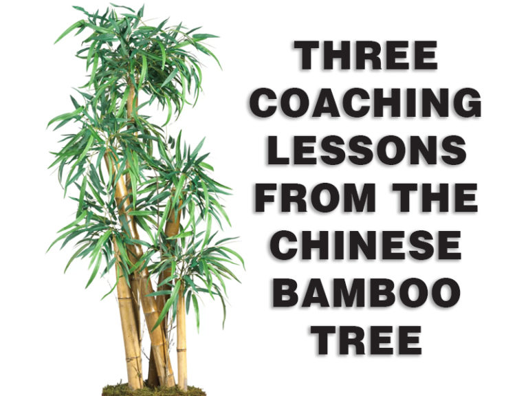 Bamboo Tree 768x576